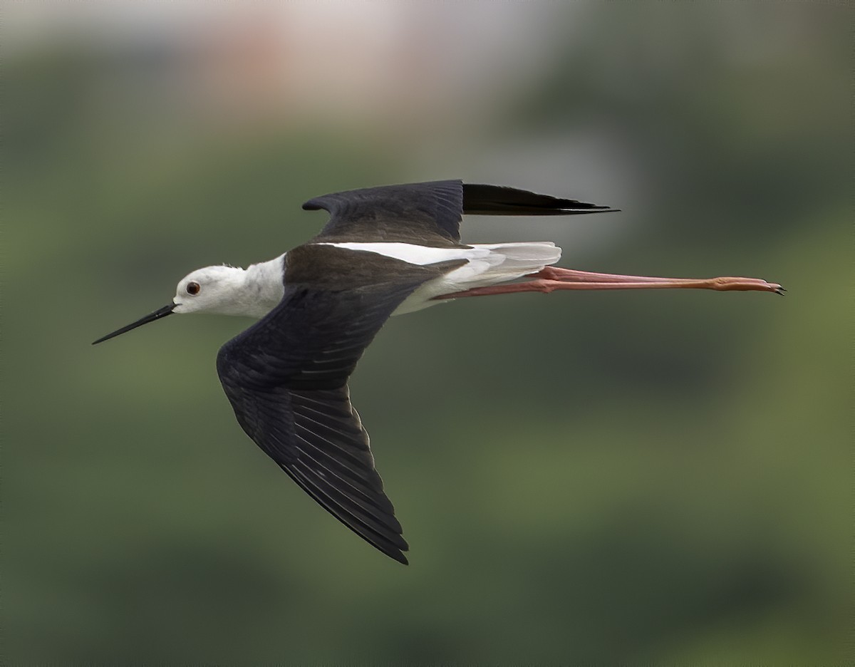 Black-winged Stilt - ML629765488