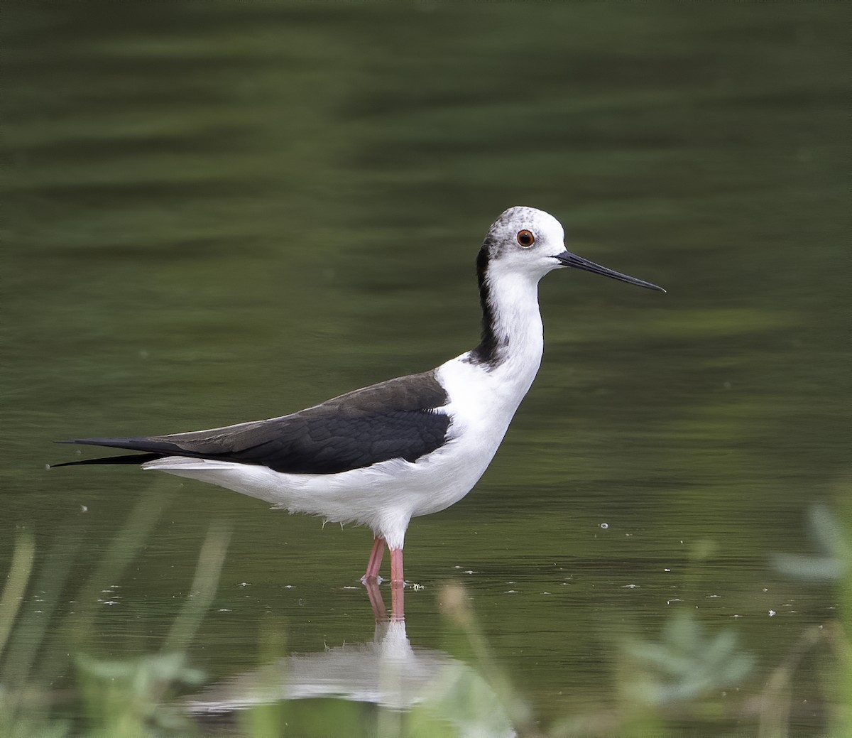 Black-winged Stilt - ML629765498