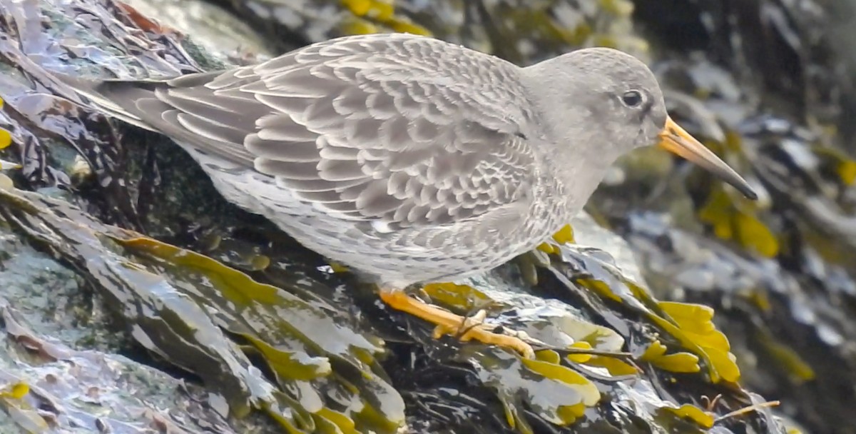 Purple Sandpiper - ML629765688
