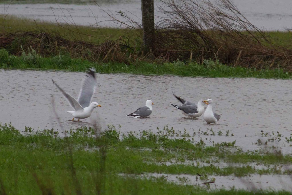 Yellow-legged Gull - ML629765763