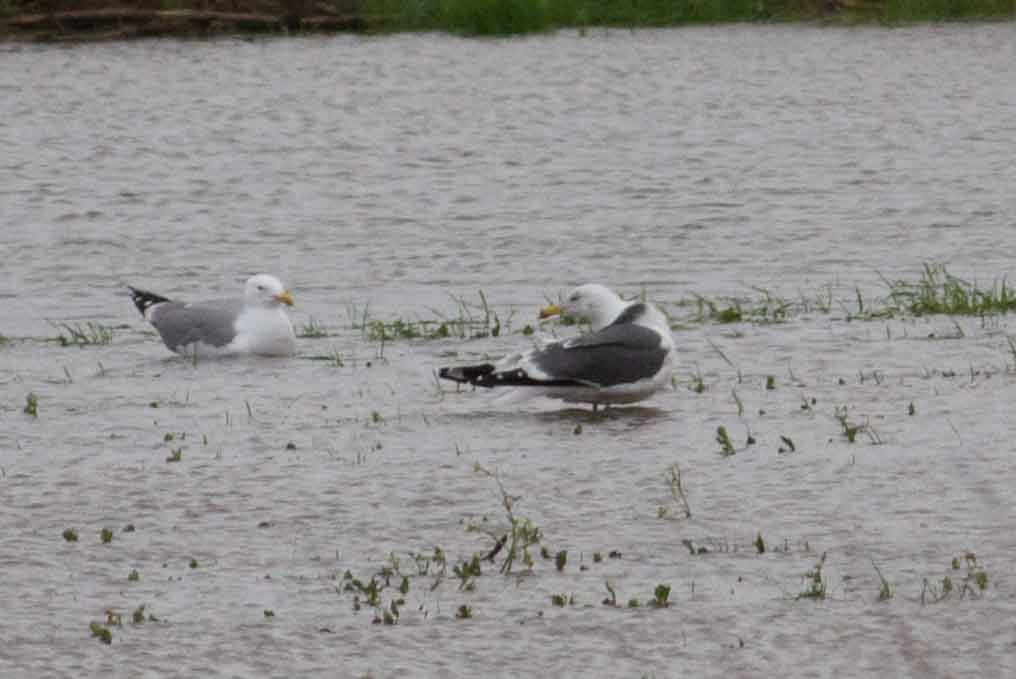 Lesser Black-backed Gull - ML629765765