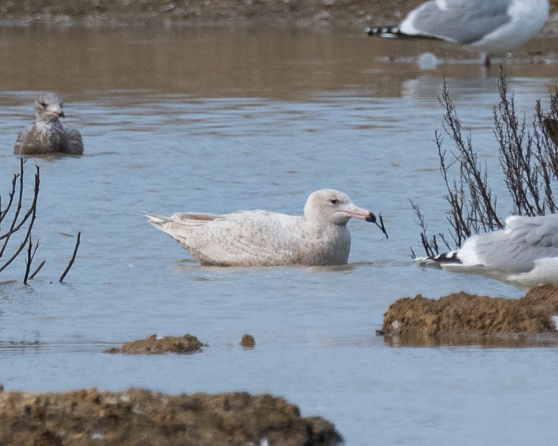 Мөсний цахлай - ML629765935
