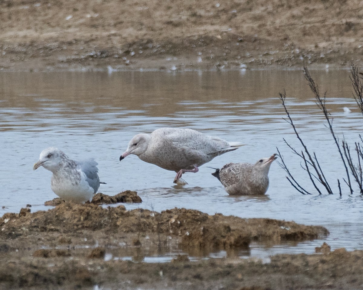 Мөсний цахлай - ML629765936
