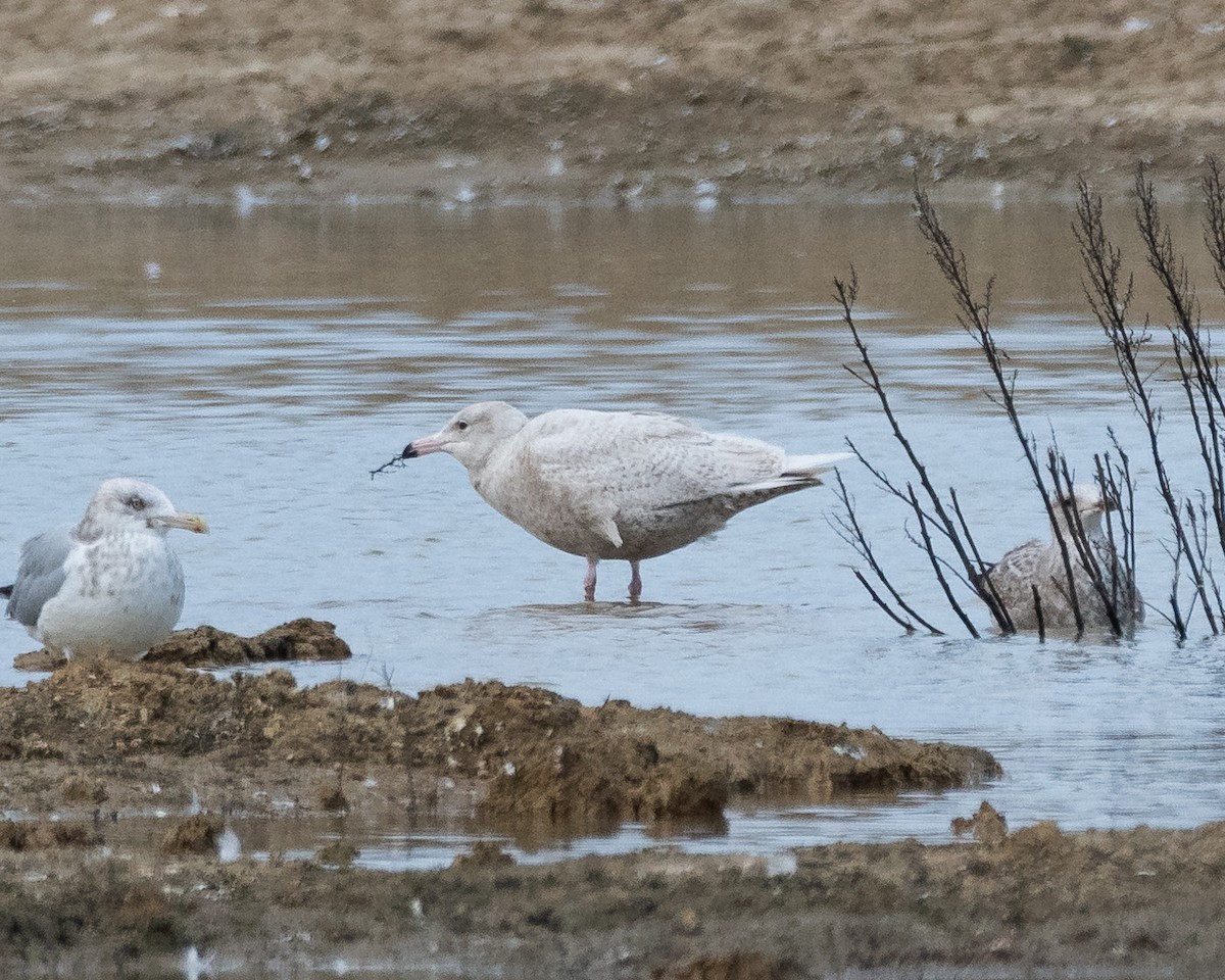 Мөсний цахлай - ML629765937