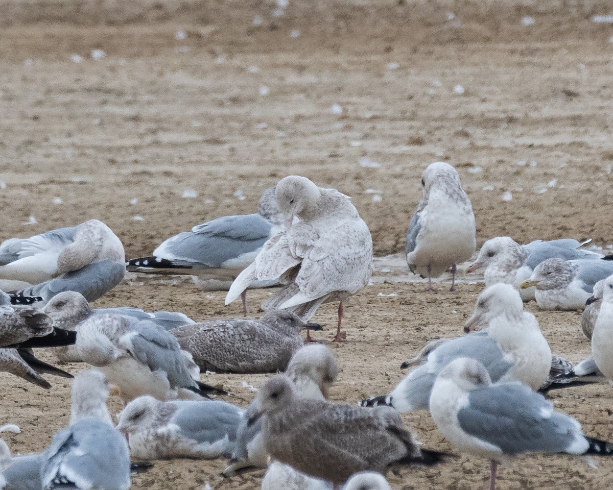 Мөсний цахлай - ML629765938