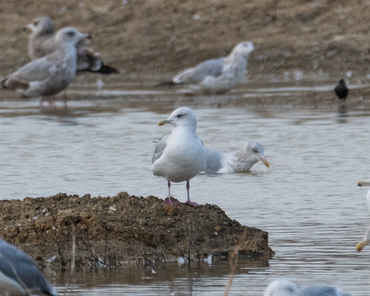 Iceland Gull (Thayer's) - ML629766028