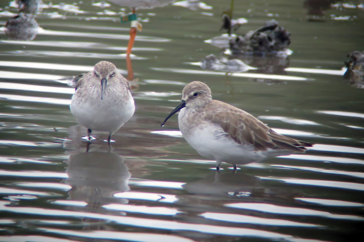 Curlew Sandpiper - ML629766530