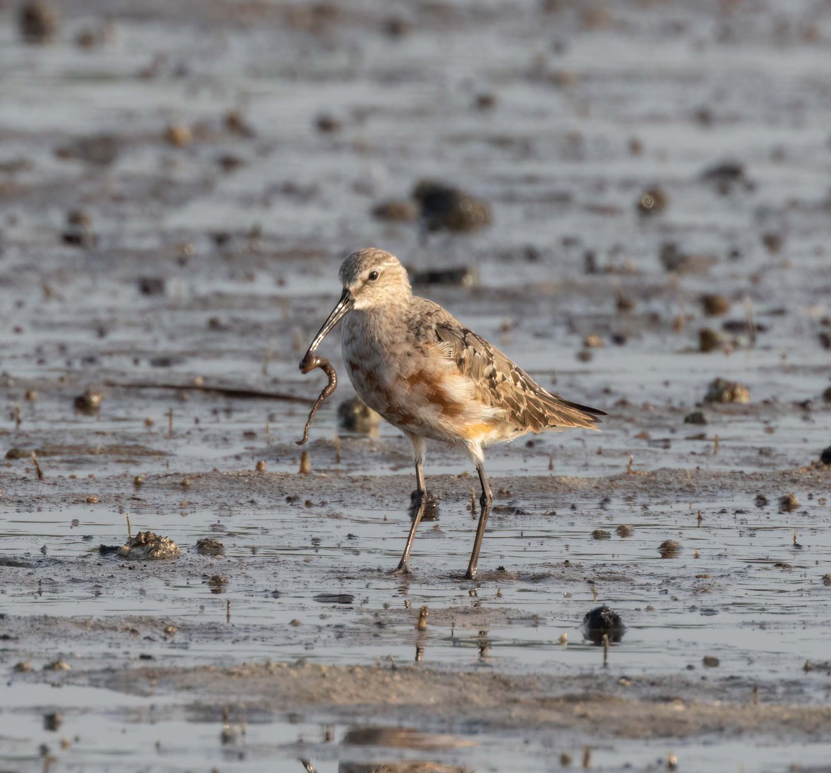 Curlew Sandpiper - ML629766641