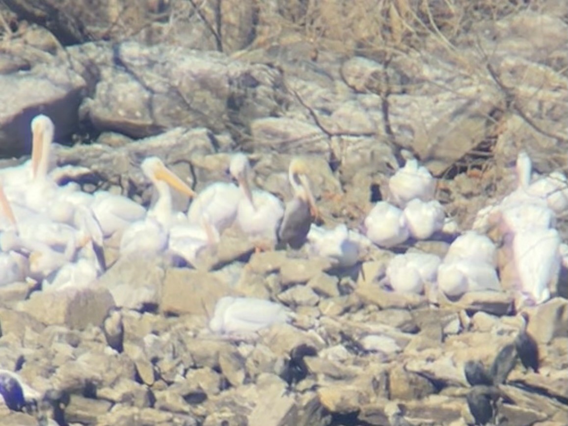 Brown Pelican - ML629766689