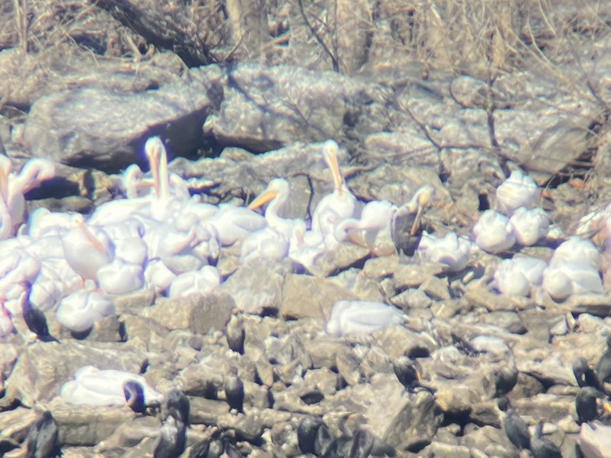 Brown Pelican - ML629766690