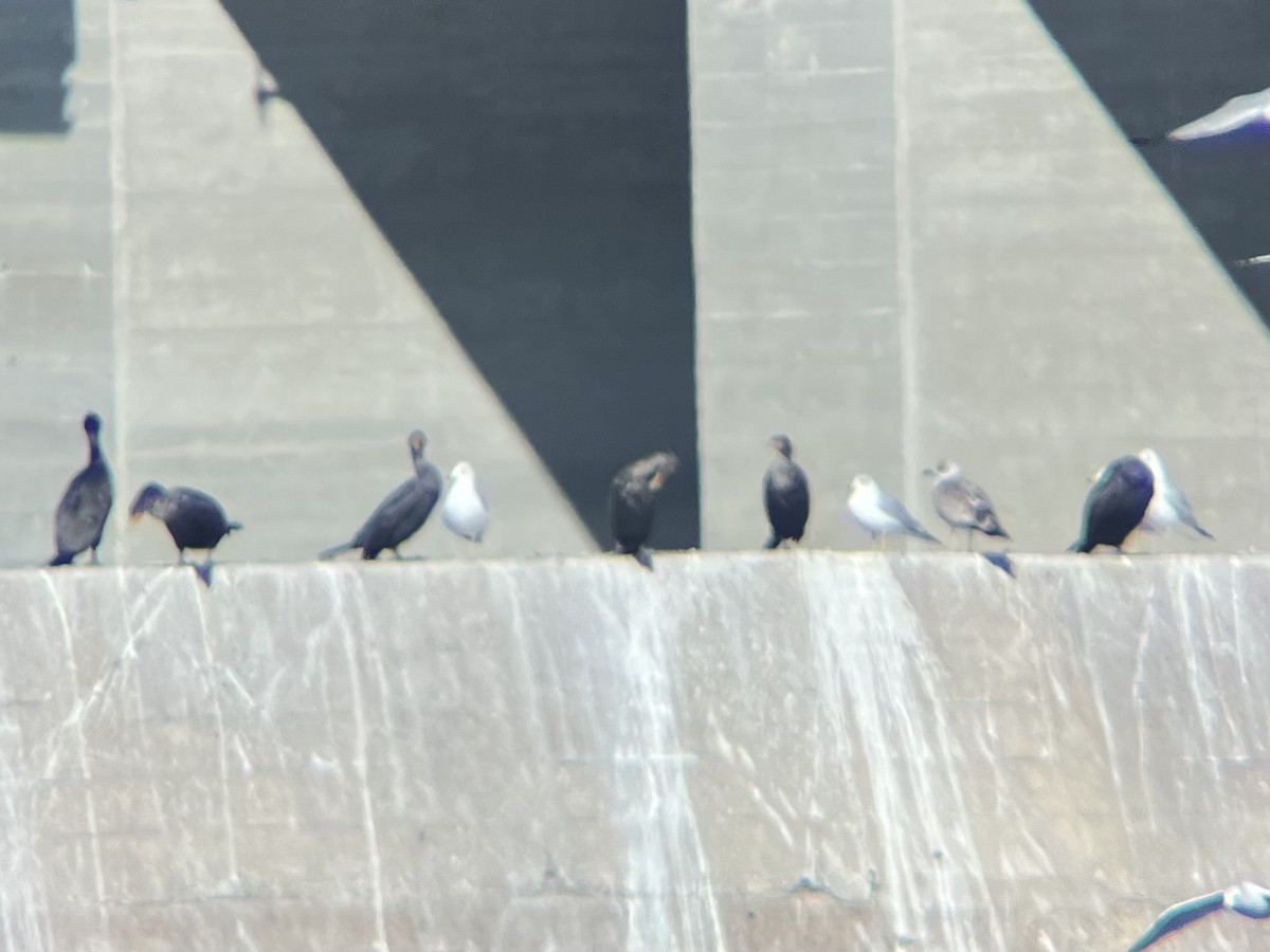 Lesser Black-backed Gull - ML629766756