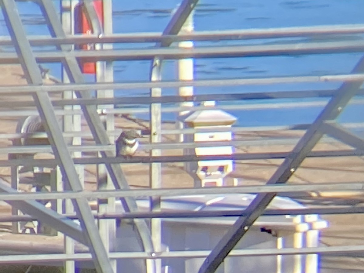 Belted Kingfisher - ML629766987