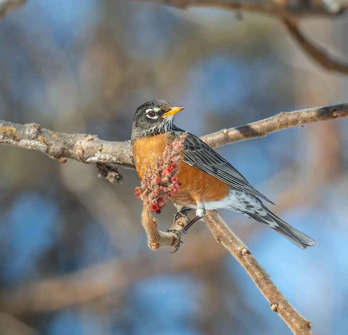 drozd stěhovavý - ML629767033