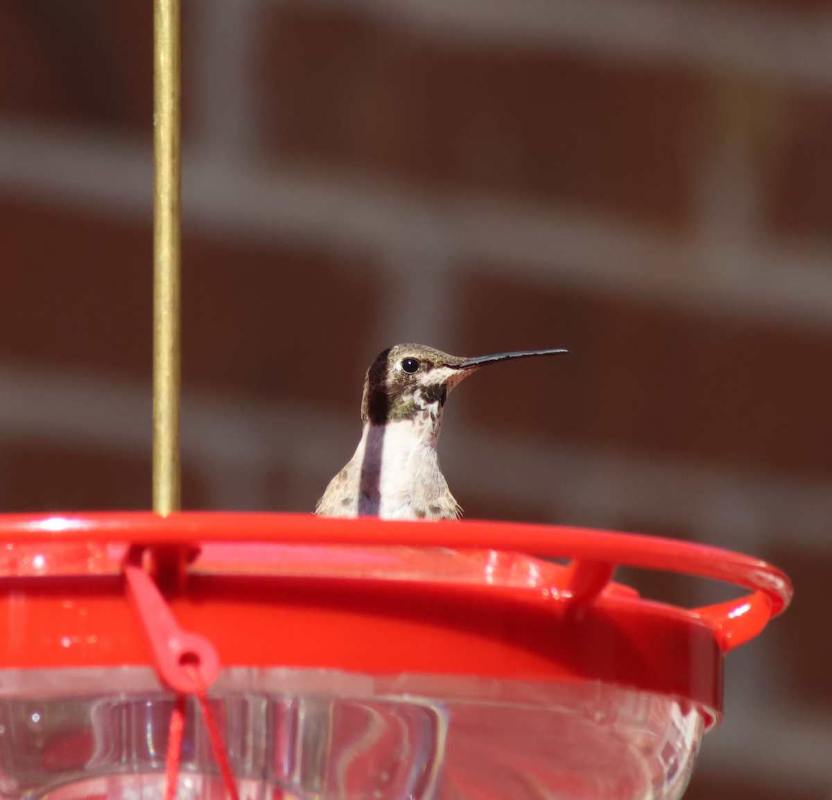 Black-chinned Hummingbird - ML629767101