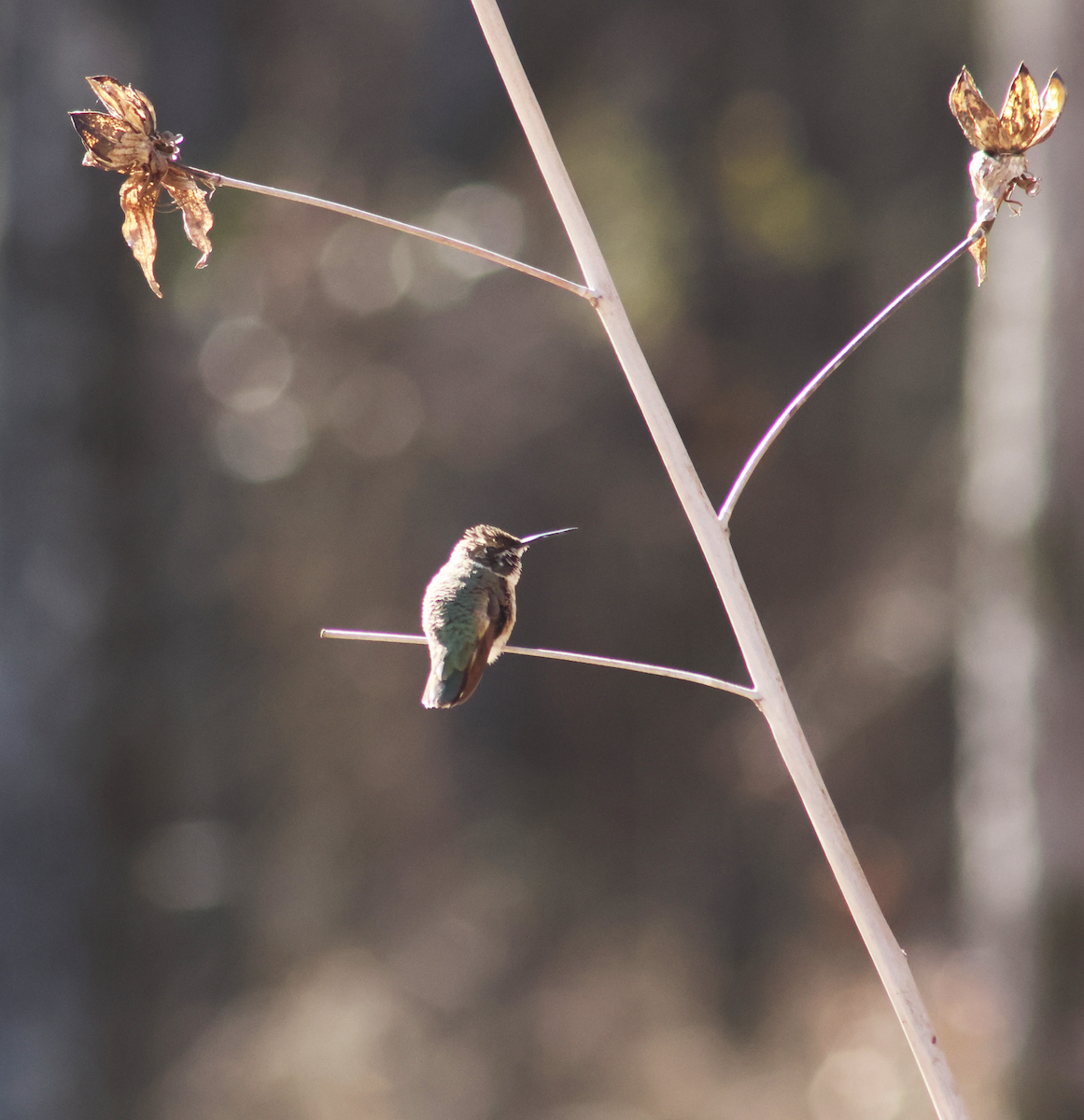 Black-chinned Hummingbird - ML629767102