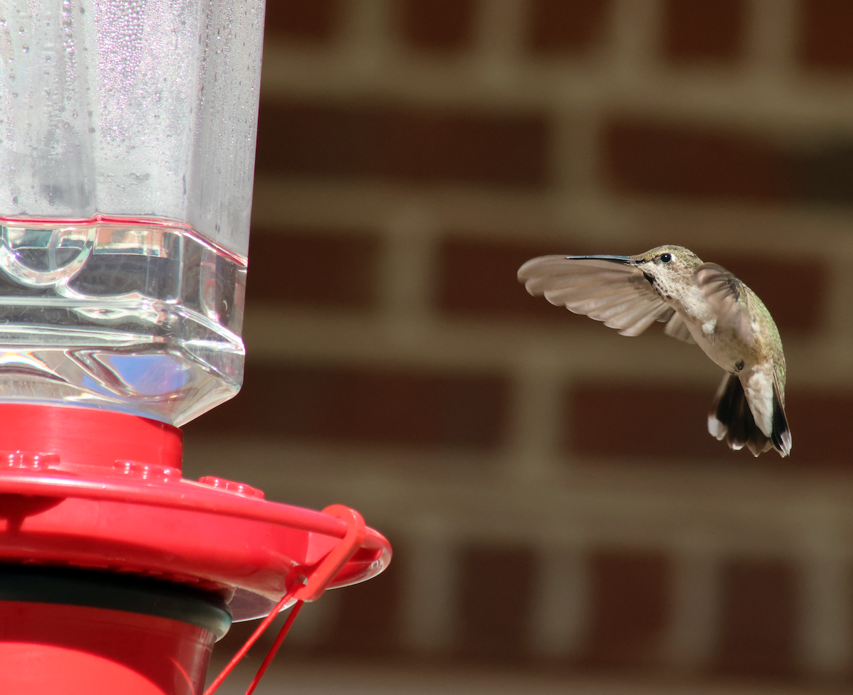 Black-chinned Hummingbird - ML629767103