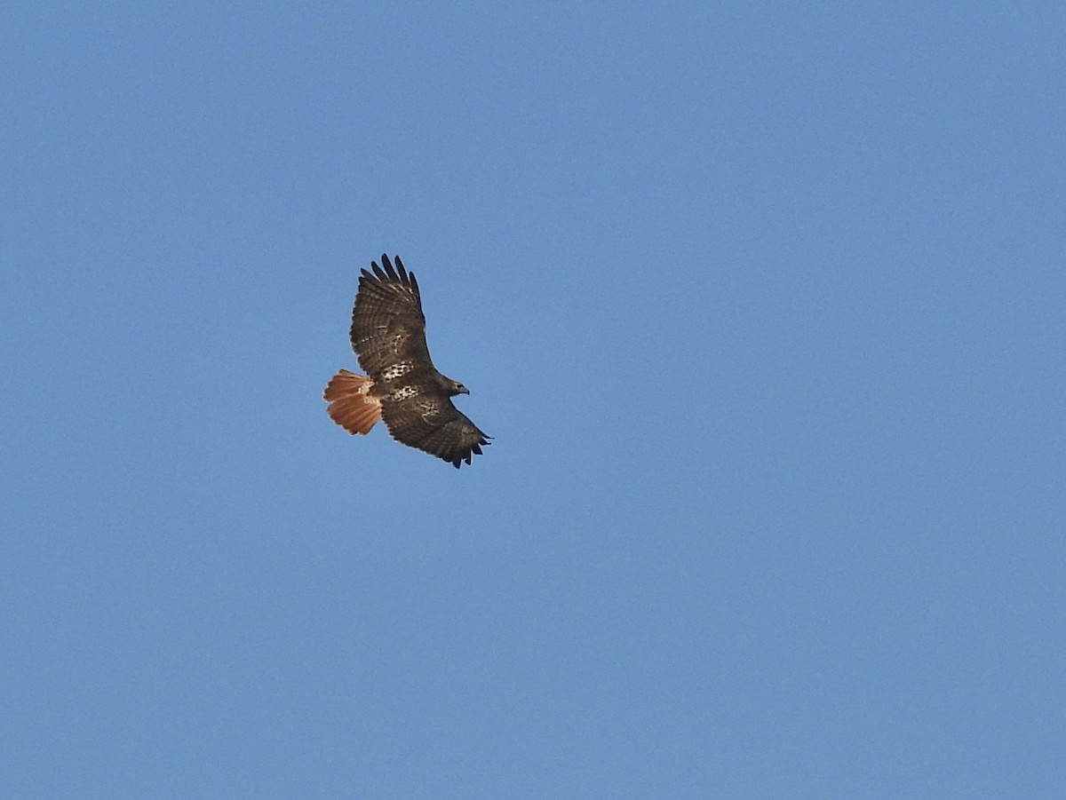 Red-tailed Hawk - ML629767654