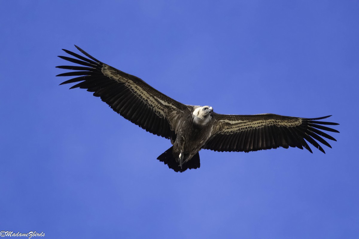 Ухаа хажир - ML629767910