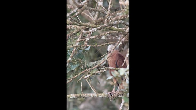 Black-collared Hawk - ML629767913