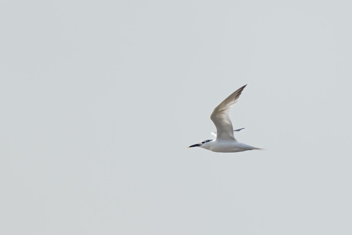 Sandwich Tern - ML629767959
