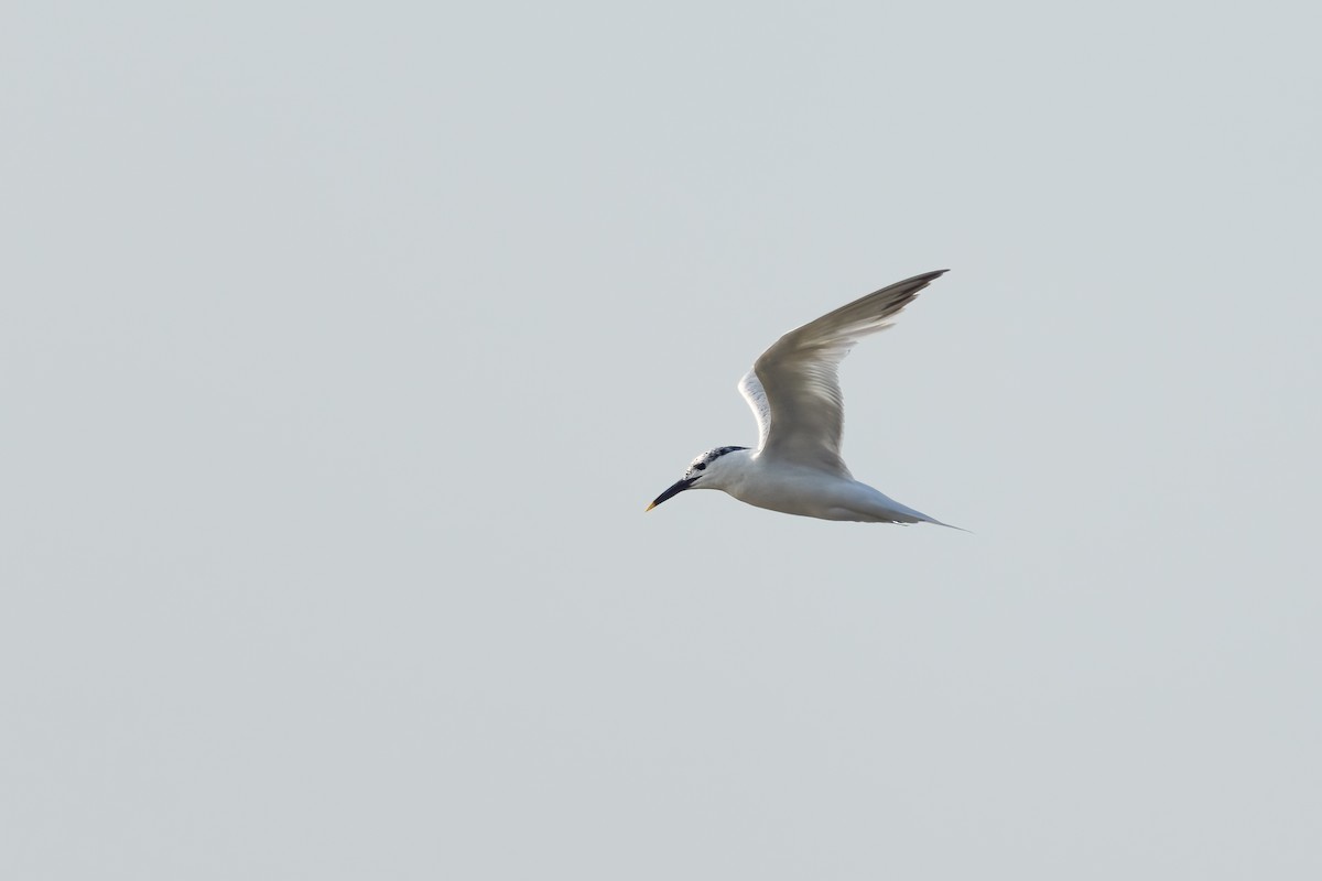 Sandwich Tern - ML629767964