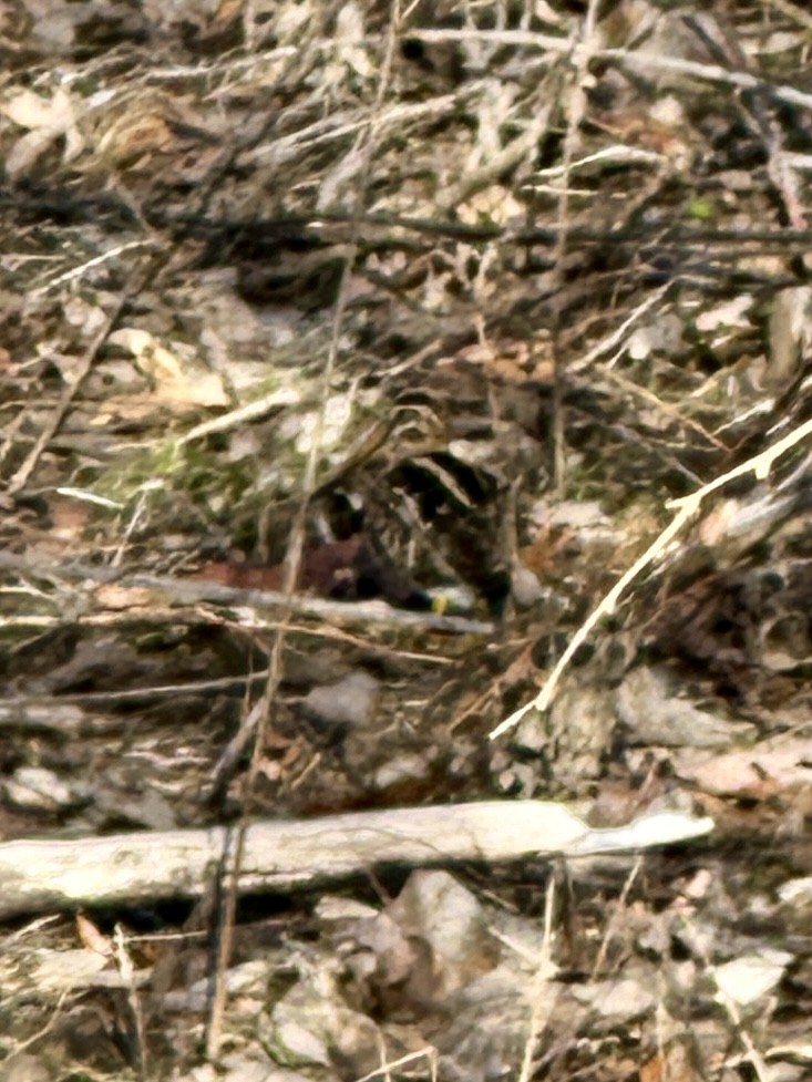 Wilson's Snipe - ML629768002