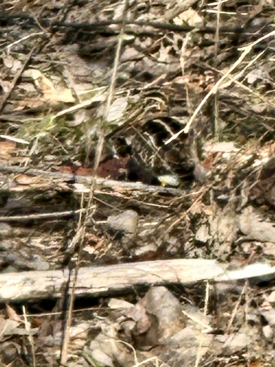 Wilson's Snipe - ML629768003