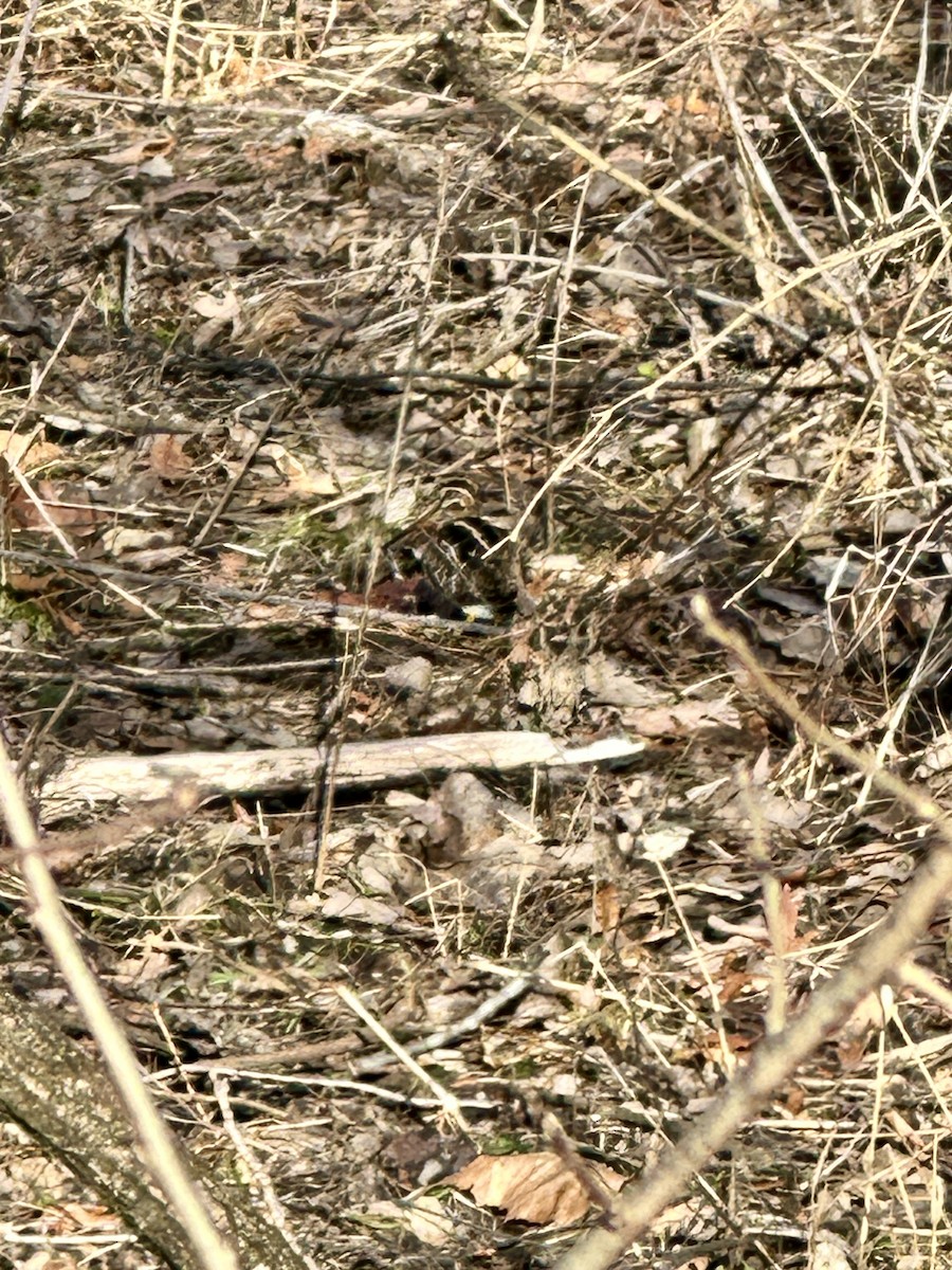 Wilson's Snipe - ML629768004