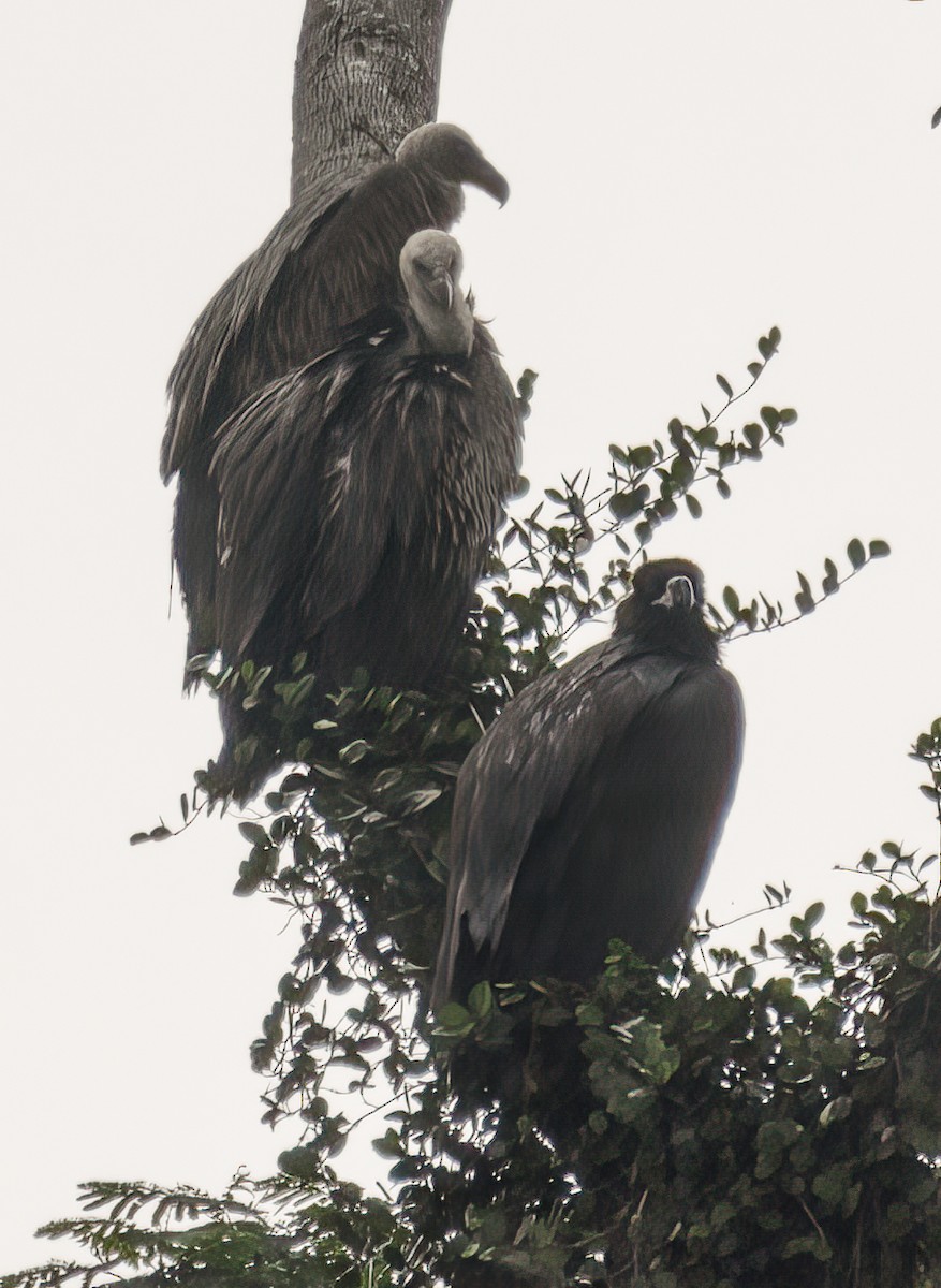 Himalayan Griffon - ML629768027