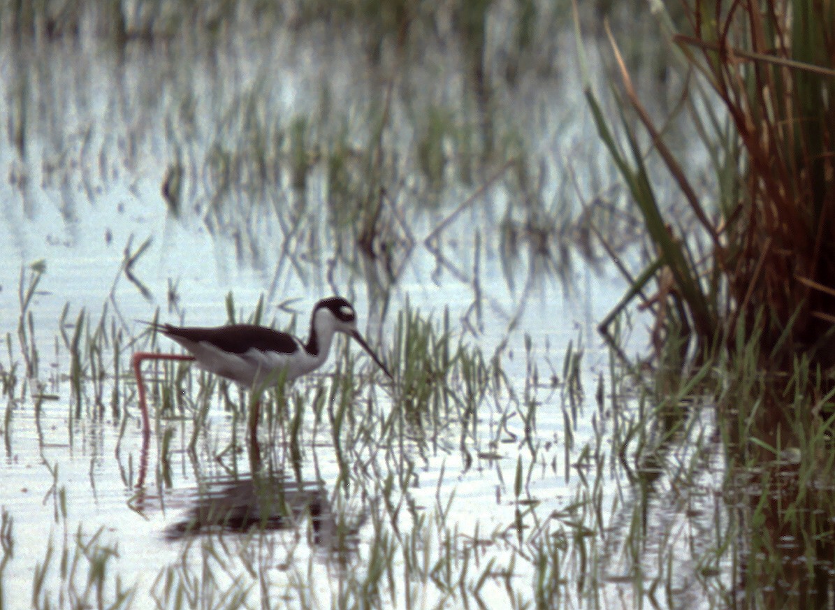 Black-necked Stilt (Black-necked) - ML629768050