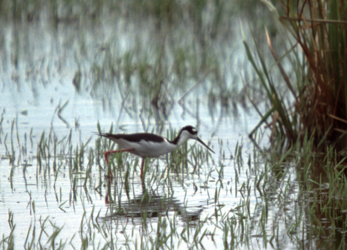 Black-necked Stilt (Black-necked) - ML629768051
