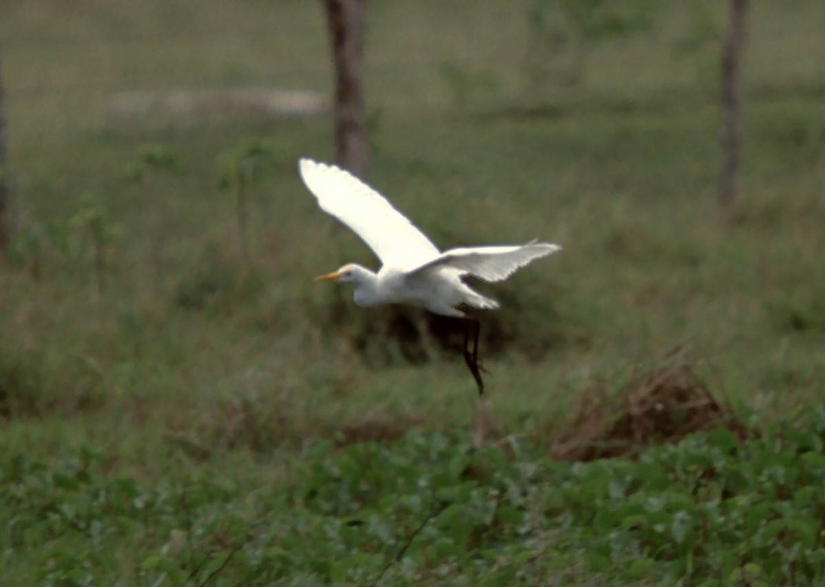 Airone guardabuoi - ML629768058