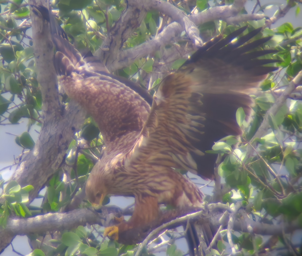 Imperial Eagle - ML629768100