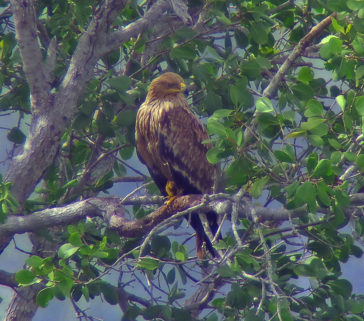 Imperial Eagle - ML629768102