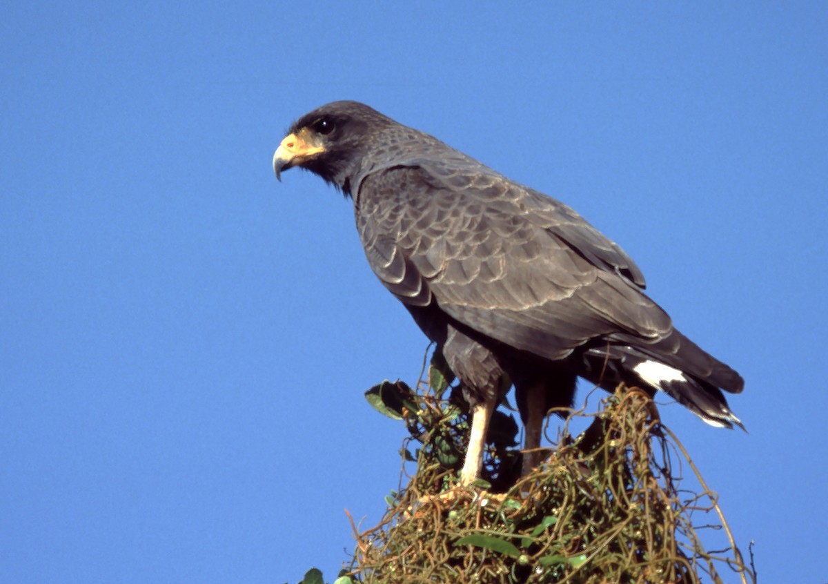 Cuban Black Hawk - ML629768297