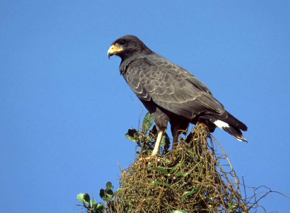 Cuban Black Hawk - ML629768298