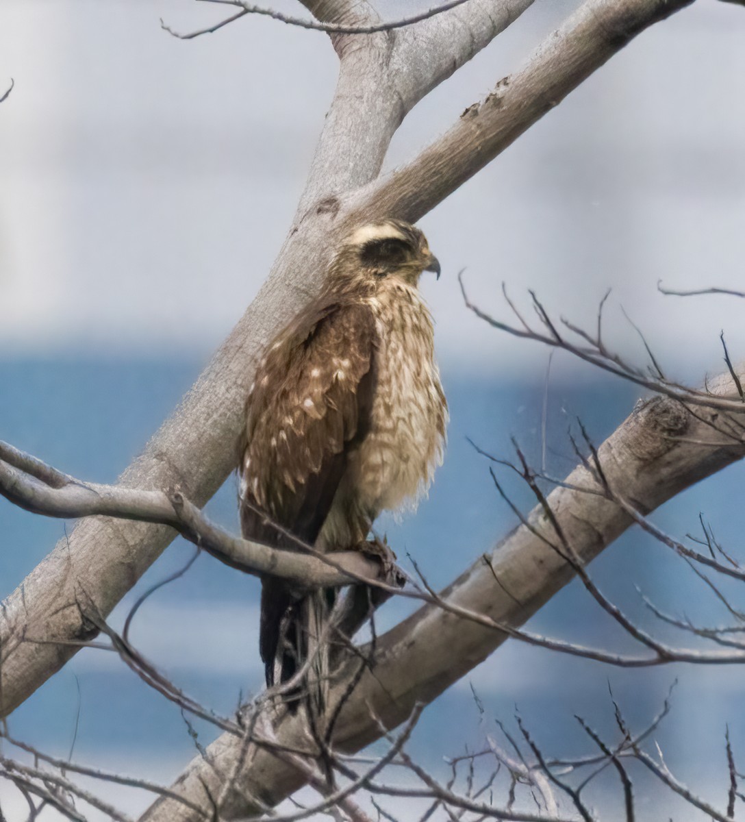 Gray-faced Buzzard - ML629768396