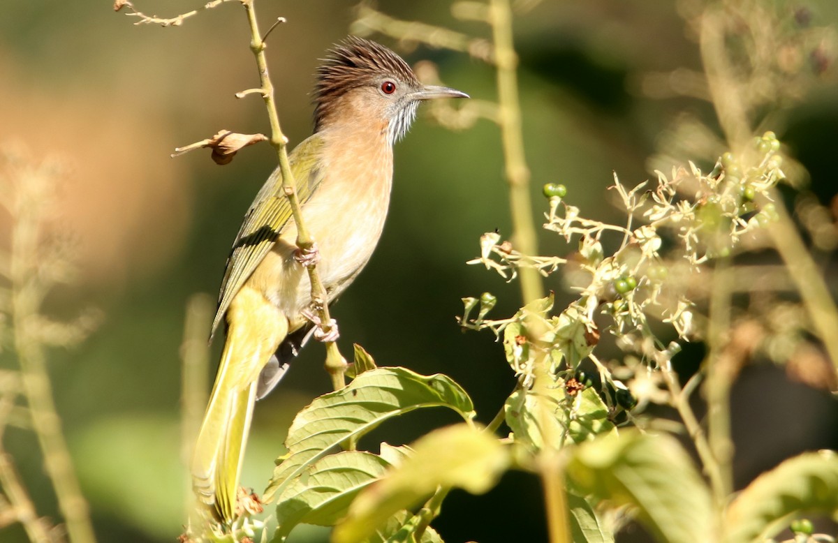 Mountain Bulbul - ML629768440