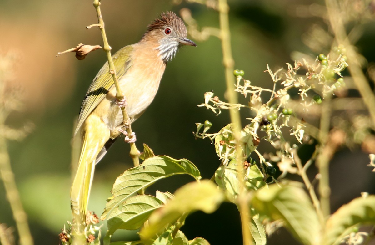 Mountain Bulbul - ML629768547