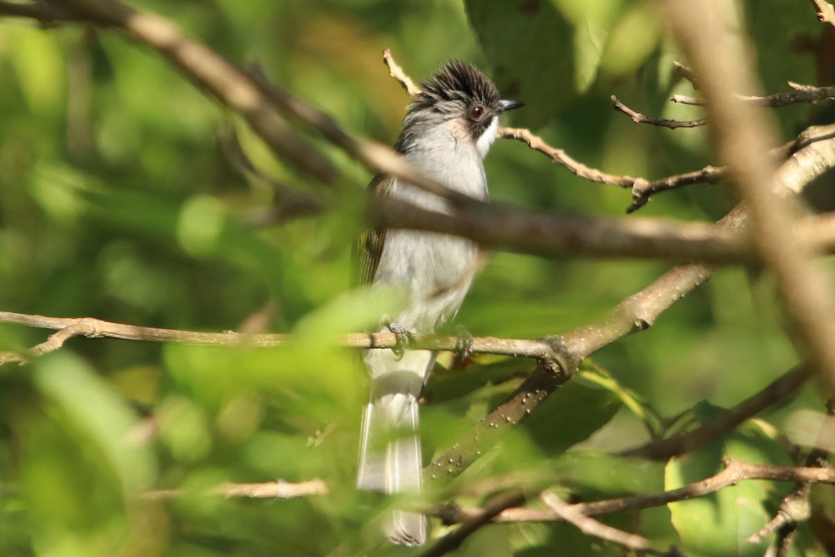 Ashy Bulbul - ML629768580