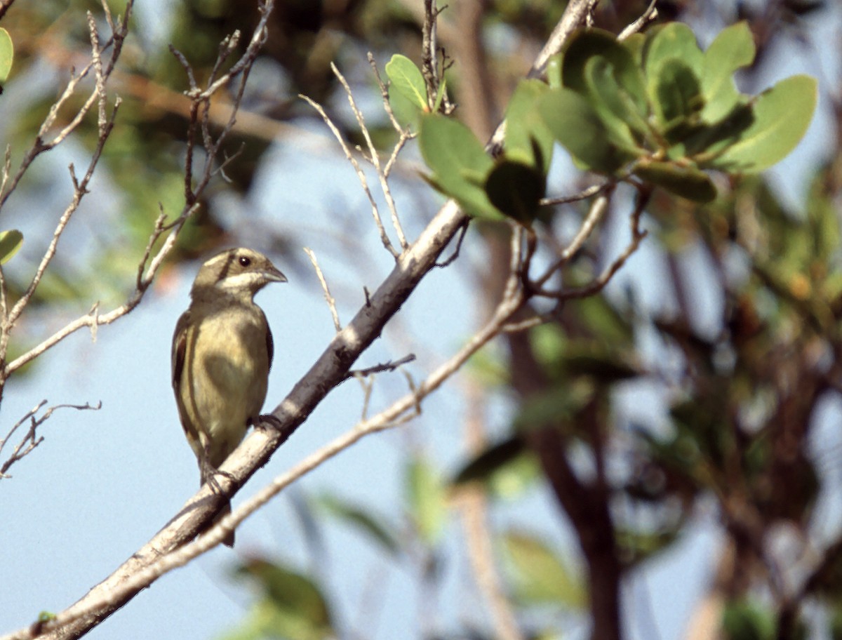 Western Spindalis (Cuban) - ML629768632