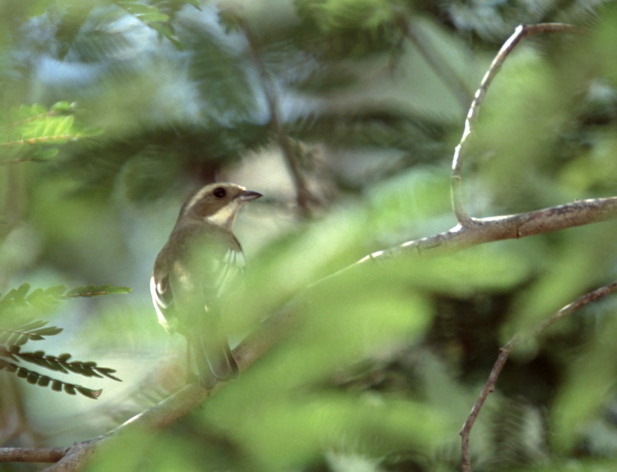 Western Spindalis (Cuban) - ML629768633