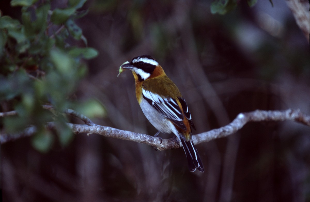 Western Spindalis (Cuban) - ML629768634