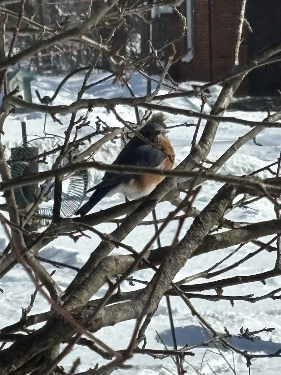 Eastern Bluebird - ML629768643