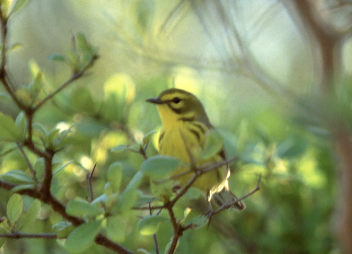 Prairie Warbler - ML629768647