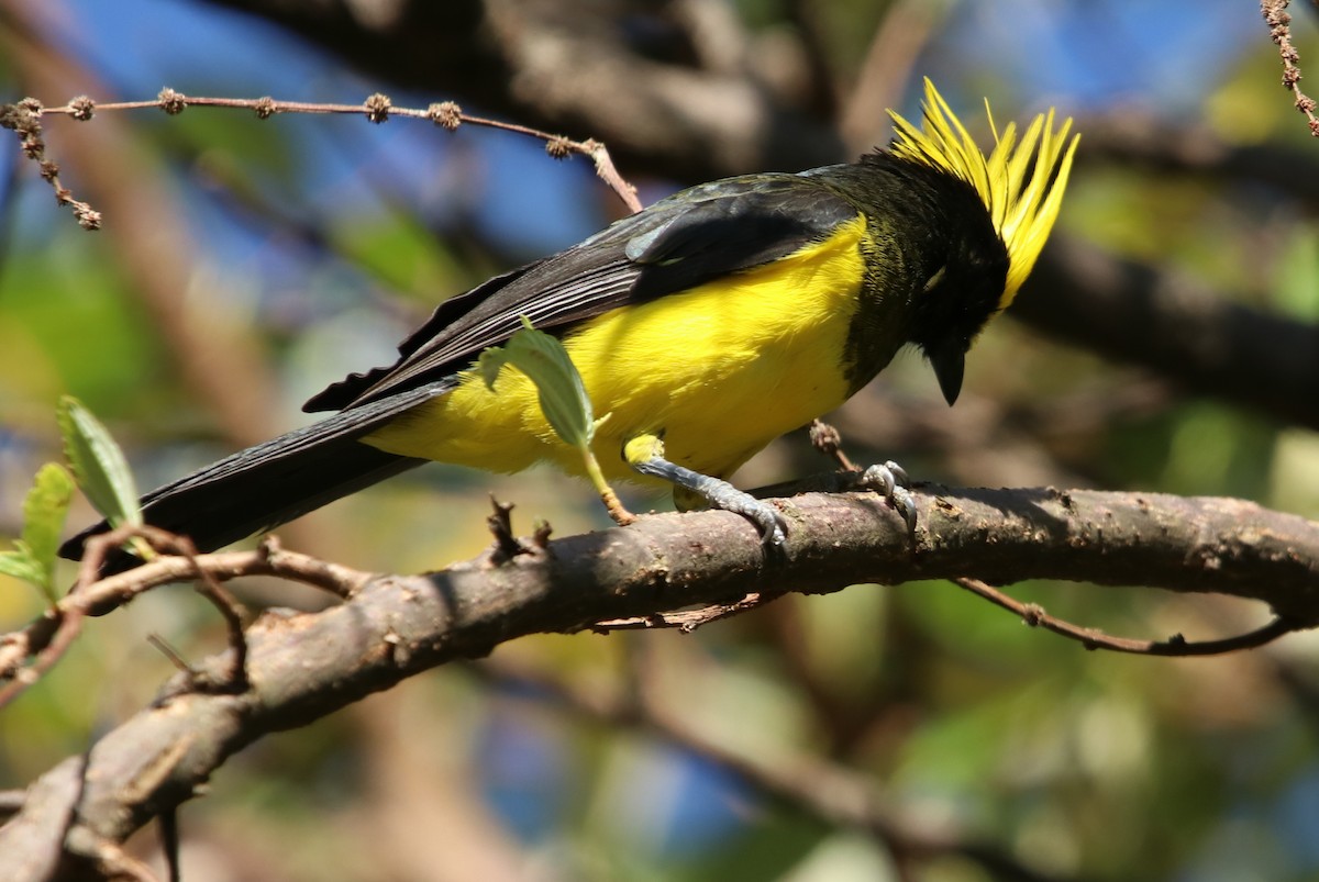 sýkora nádherná - ML629768681