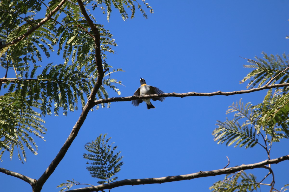 Rufous-gorgeted Flycatcher - ML629768767