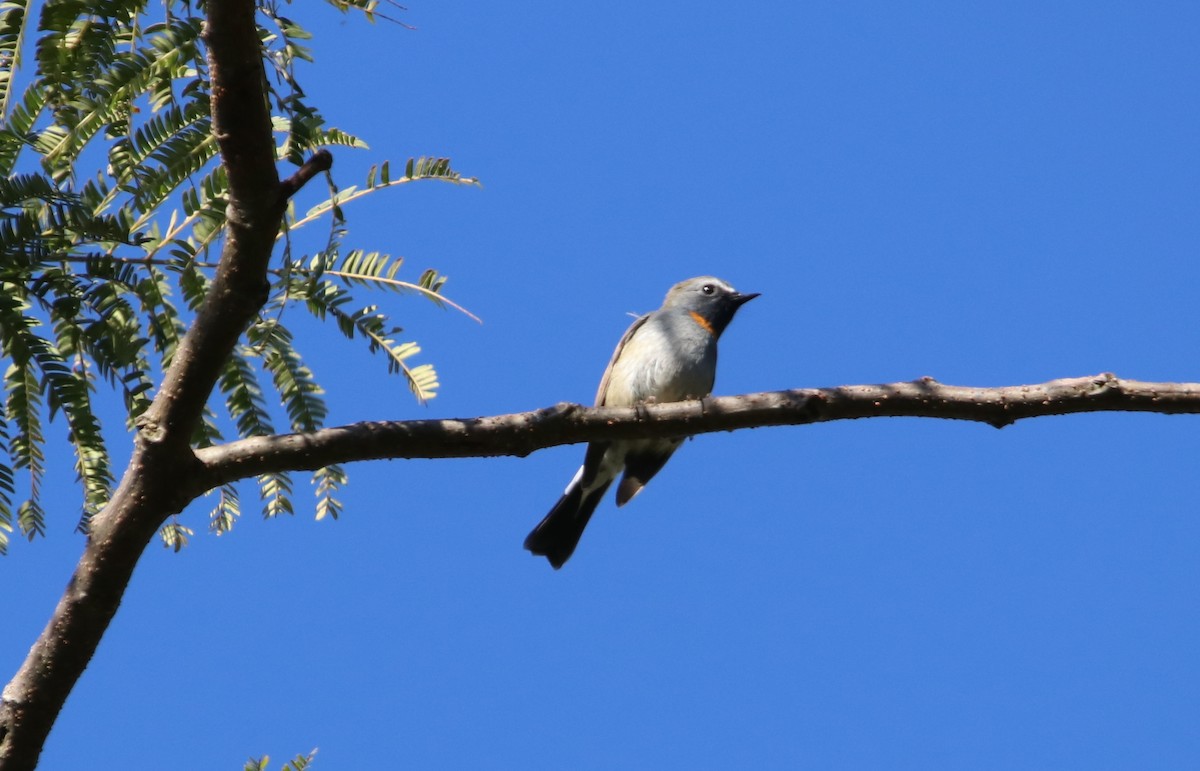 Rufous-gorgeted Flycatcher - ML629768793