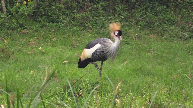 Gray Crowned-Crane - ML629768892