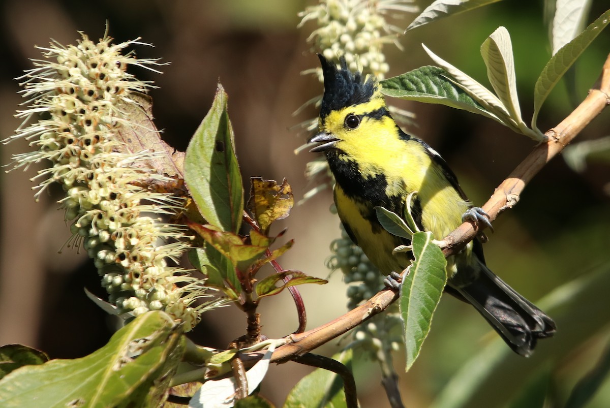 sýkora žlutolící - ML629768956